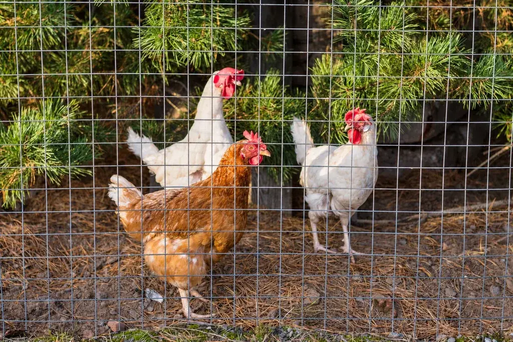 Chickens behind rectangular welded wire mesh in an outdoor enclosure
