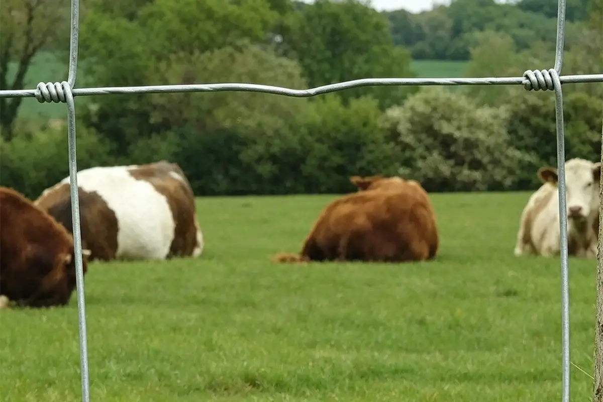 Close view through knotted wire field fence toward cattle in a pasture