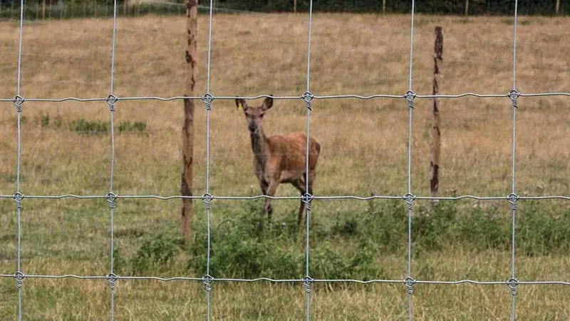 Fixed knot field fencing in front of a grazing animal