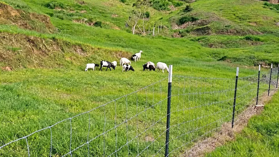 Woven wire farm fencing following a hillside boundary