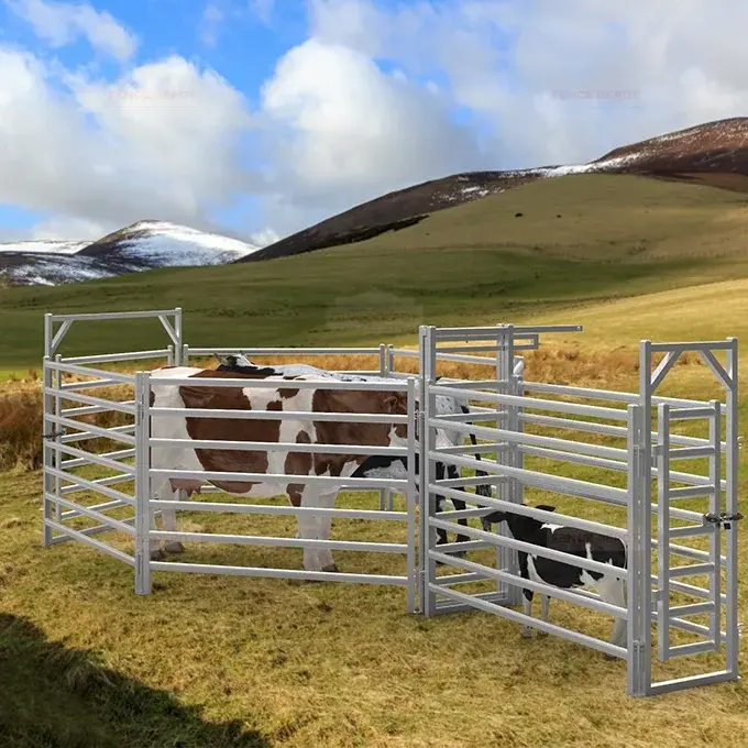 Tubular cattle panels and a gate enclosing cattle on open ground