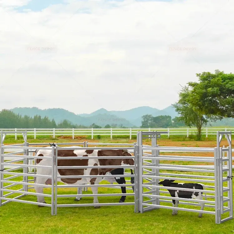 Galvanised cattle yard panels forming a holding enclosure in a pasture