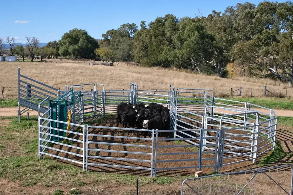Galvanised rail panels forming a livestock holding pen