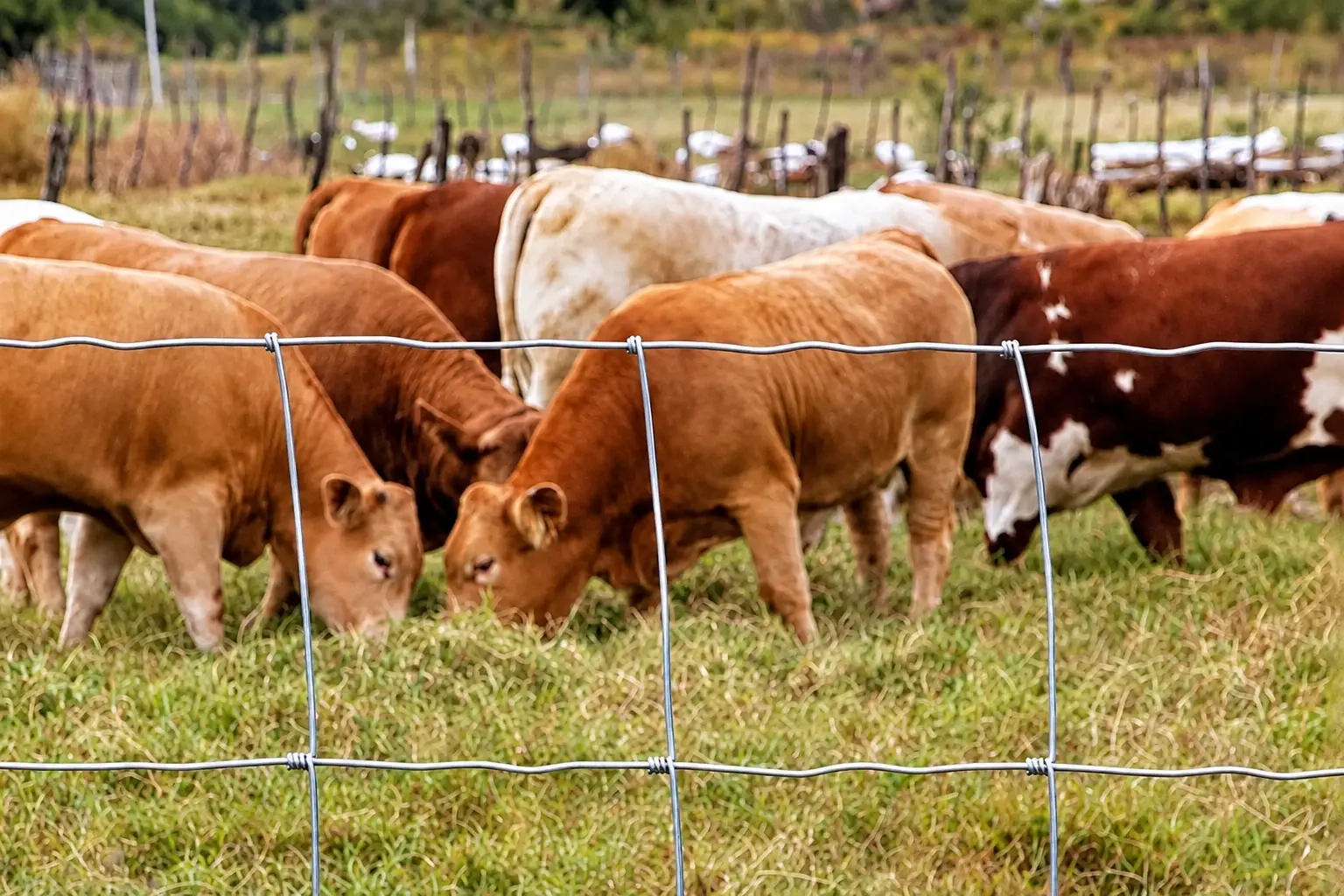 Cattle grazing behind a woven wire field fence