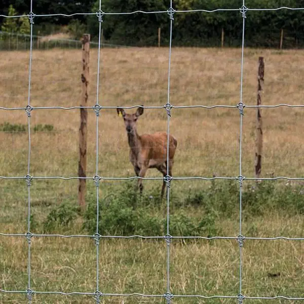 Deer behind a woven wire field fence in grassland
