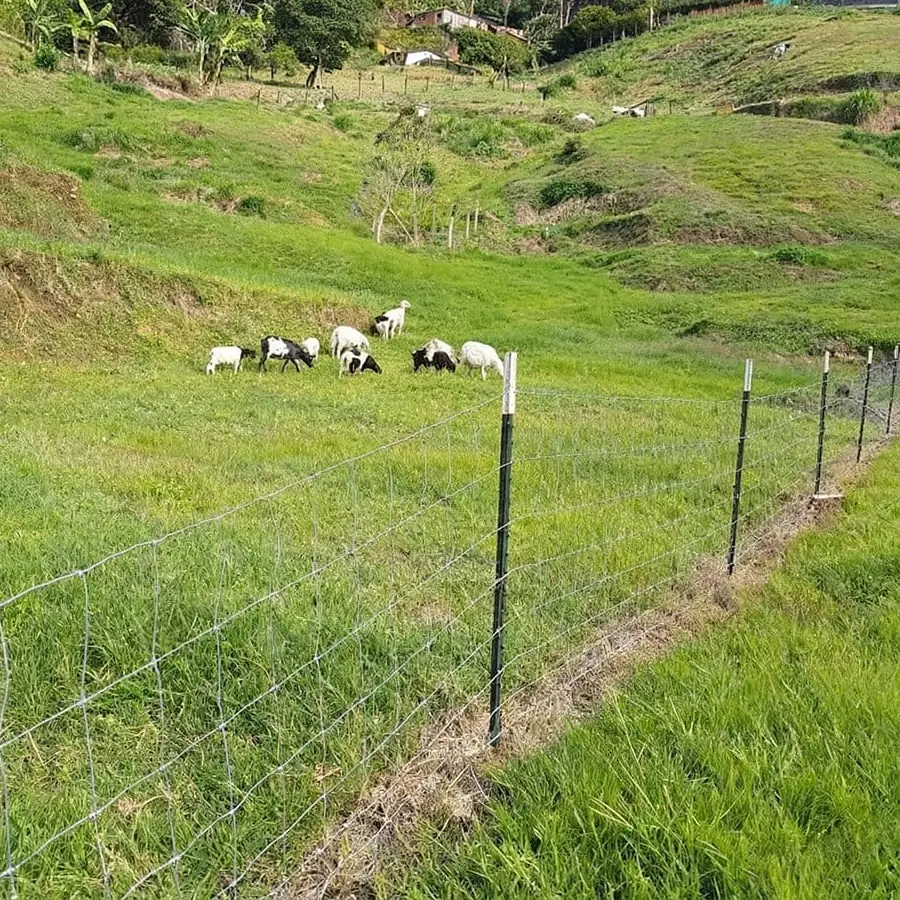 Wire field fence along a grazing pasture