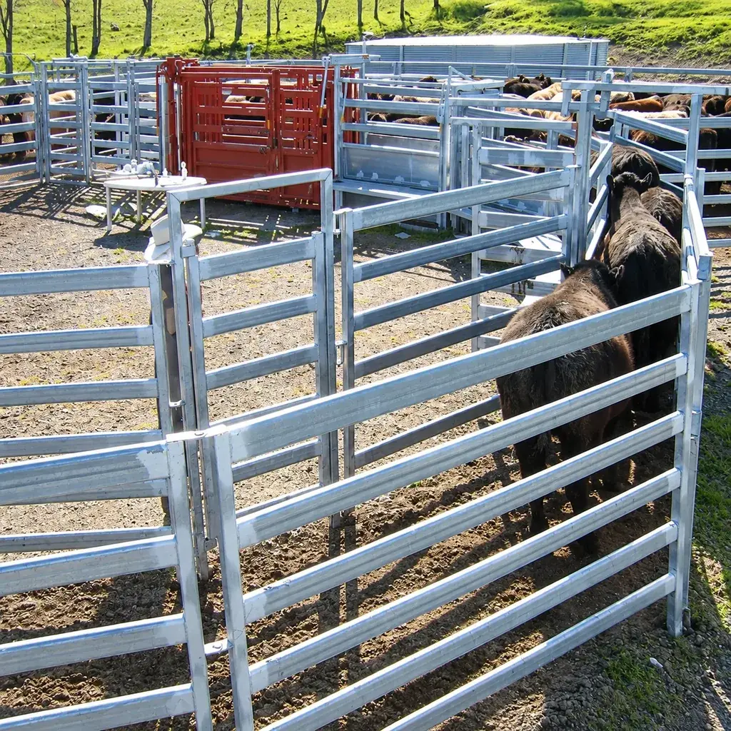 Galvanised cattle yard panels forming handling pens