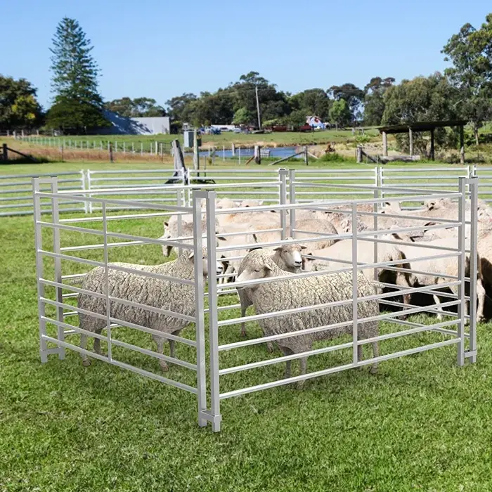 Sheep standing within a galvanised hurdle pen on grass