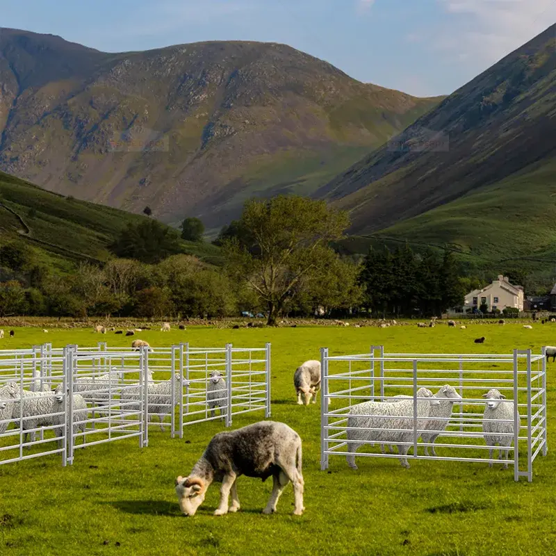 Sheep among galvanised hurdle pens in a hillside pasture