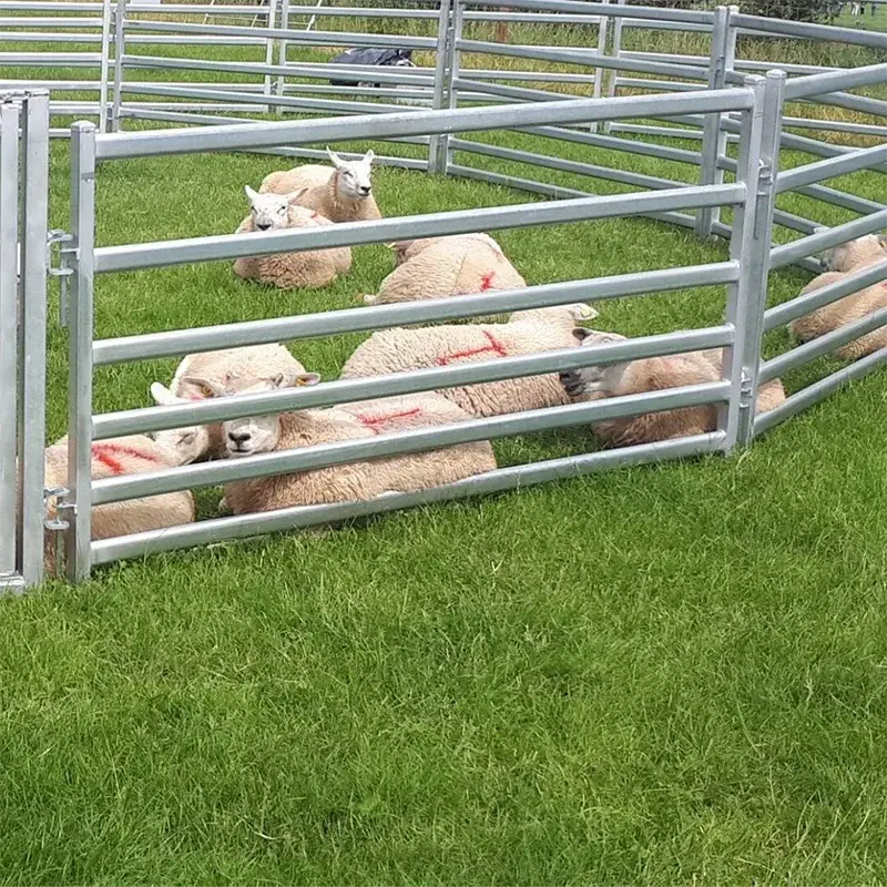 Sheep behind galvanised rail panels in a farm yard