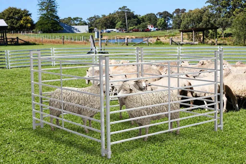 Sheep inside a metal panel pen on grassy ground